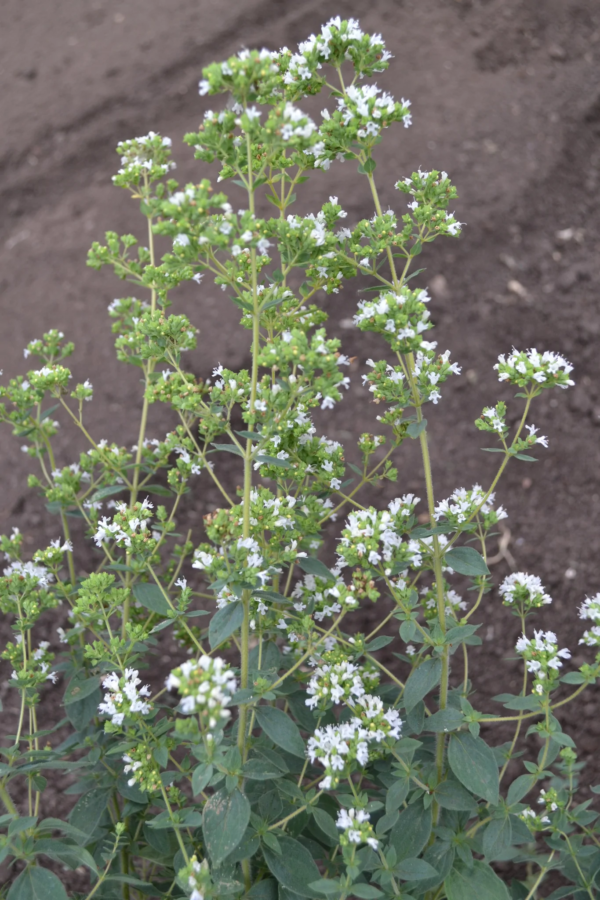 Oregano - Görög - 0.5 gr - idei szavatosság