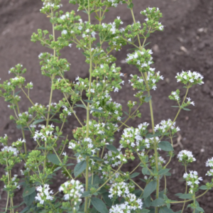 Oregano - Görög - 0.5 gr - idei szavatosság