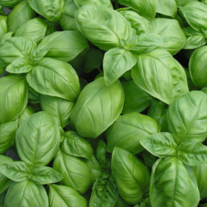 Bazsalikom - Édes Genovese - 1 gr