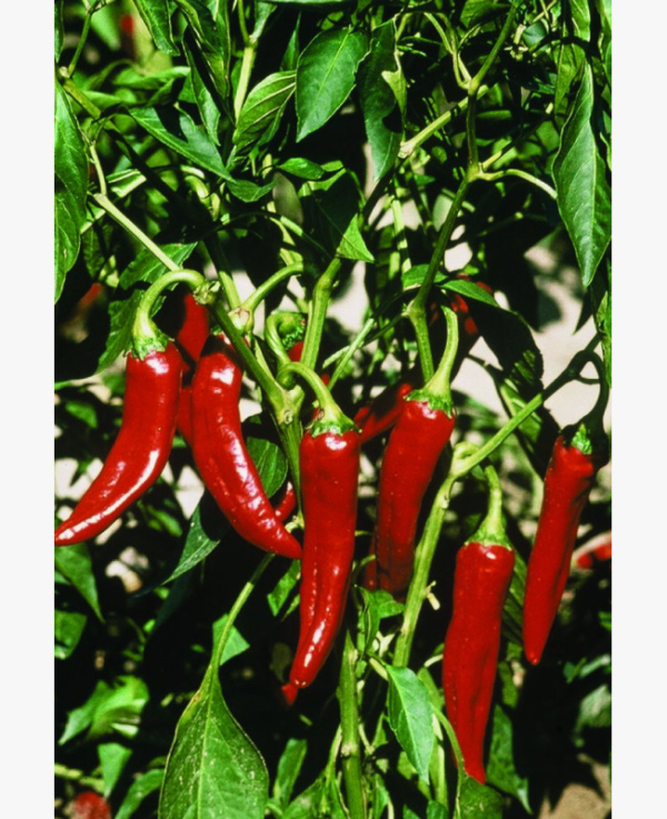 Fűszerpaprika - Szegedi 80 - 0.5 gr
