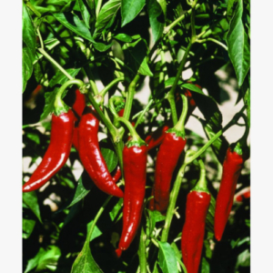 Fűszerpaprika - Szegedi 80 - 0.5 gr