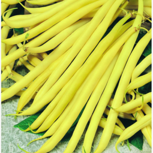 Sárgahüvelyú bokorbab - Sonesta - 100 gr