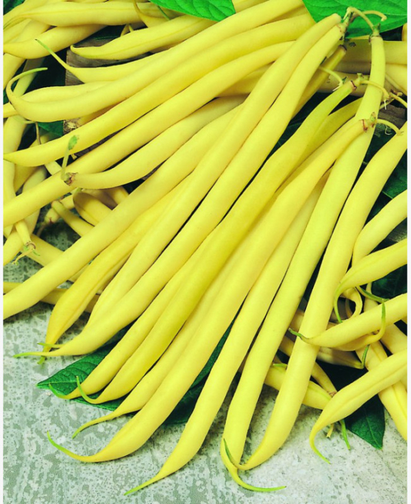 Sárgahüvelyú bokorbab - Sonesta - 100 gr