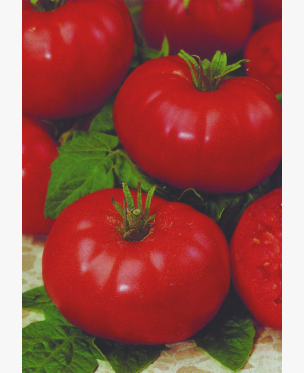 Paradicsom - Marmande - 0.5 gr