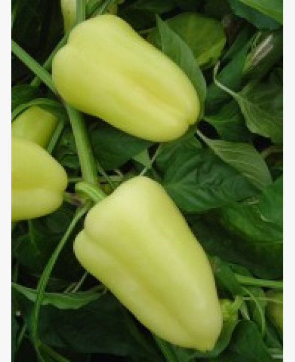 Paprika - Táltos - 10 szem