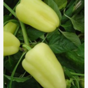 Paprika - Táltos - 10 szem