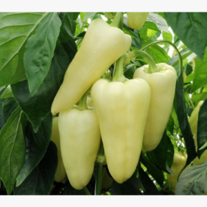 Paprika - Tizenegyes - 10 szem