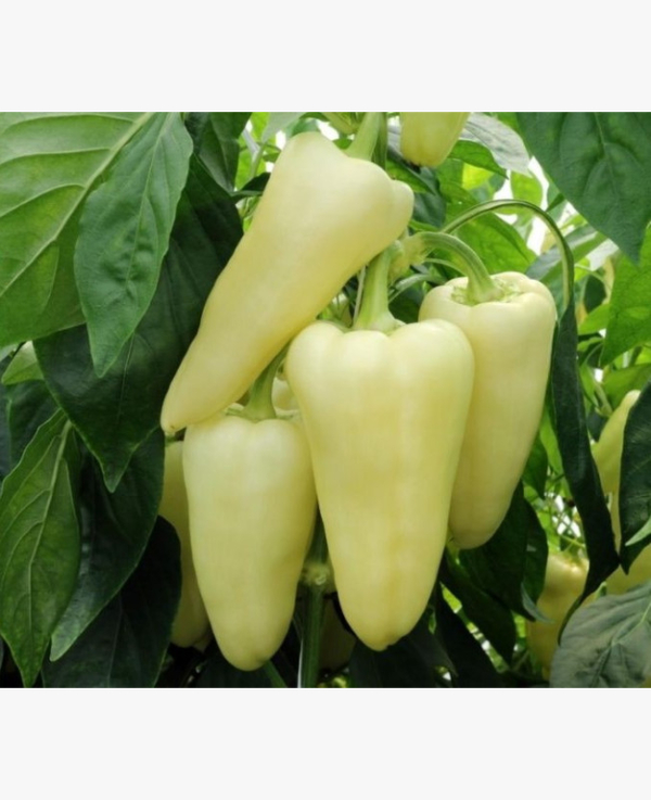 Paprika - Tizenegyes - 10 szem