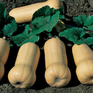 Sütőtök -  Butternut Waltham - 10 szem