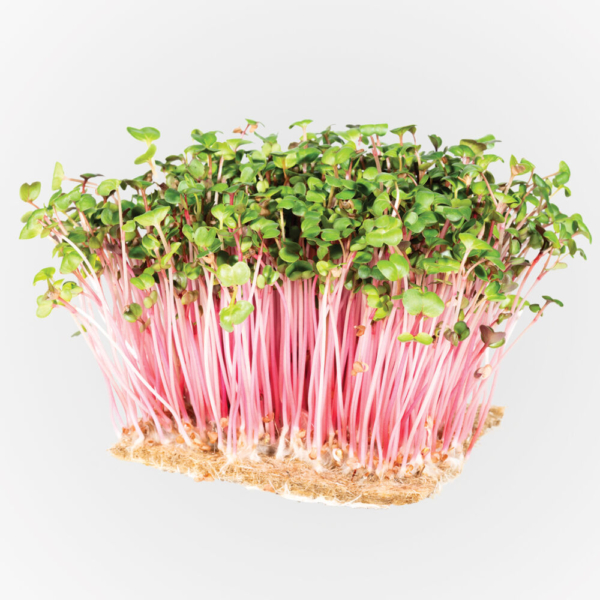 Retek China Rose 100 g