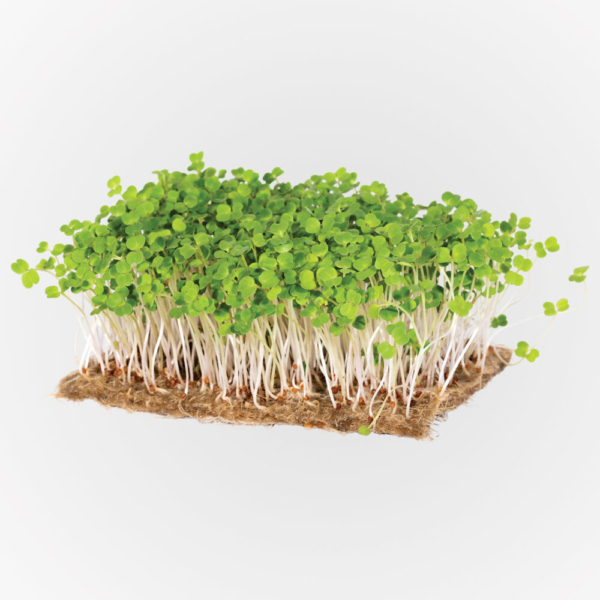 Rukkola 50 g