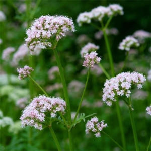 Macskagyökér - Valeriana - 0.1 gr