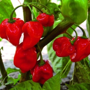 Chili - Habanero Red - 10 szem