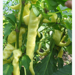 Paprika - Fehér kos - 0.5 gr