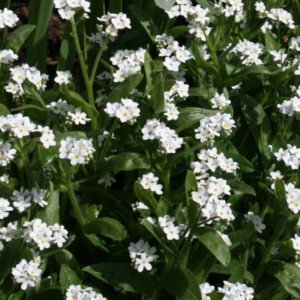 Nefelejcs - Fehér - 0.3 gr