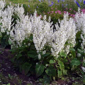 Muskotályzsálya - 0.3 gr
