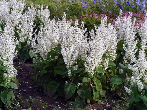 Muskotályzsálya - 0.3 gr