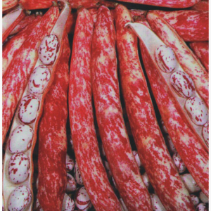Étkezési tarkabab - Borlotto lingua di fuoco - 50 gr