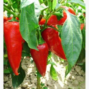 Paprika - Kocsolai - 0.5 gr