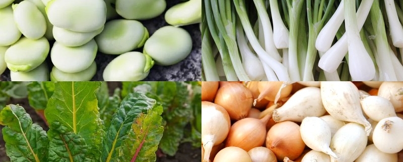 A 3 órás kert másodvetés vetőmag csomag - 3