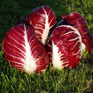 Cikória Rossa di Verona BIO