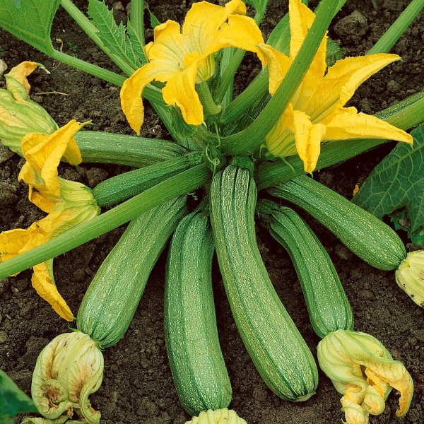 Cukkini Genovese BIO