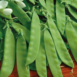 Cukorborsó Norli BIO