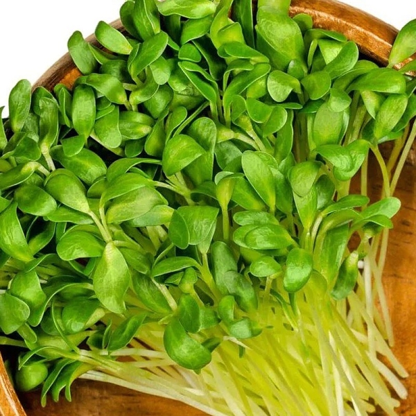 Görögszéna mikrozöld mag (50 gr)