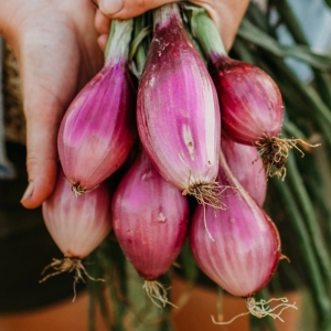 Hagyma Rossa di Firenze BIO