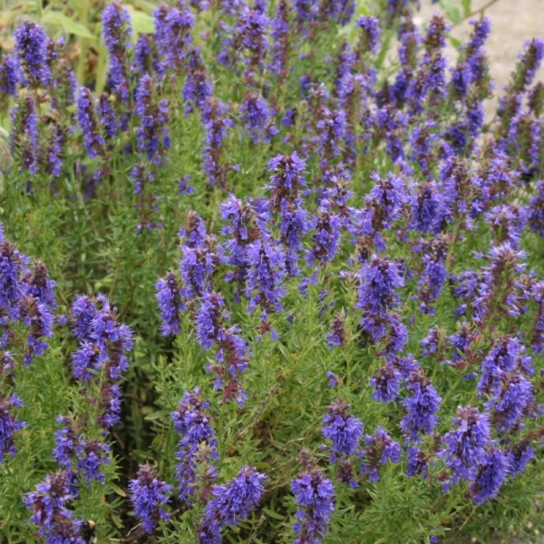 Izsóp BIO