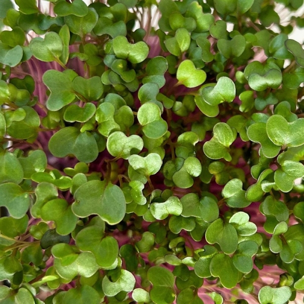 Karalábé mikrozöld mag (30 gr)