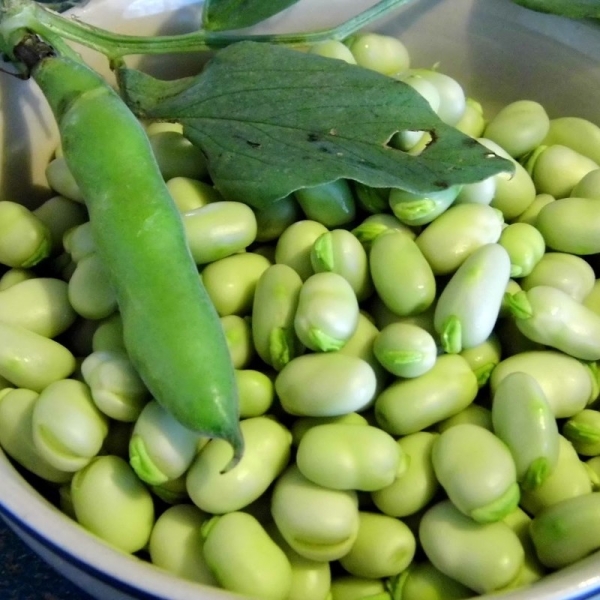 Lóbab Aguadulce Supersimonia BIO