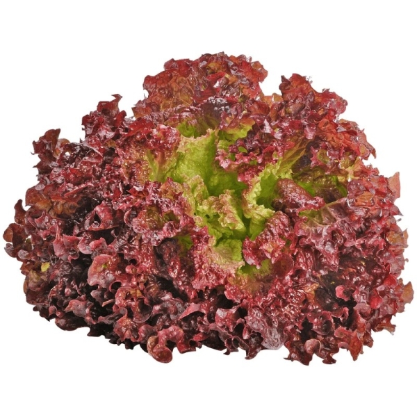 Lollo Rossa saláta BIO