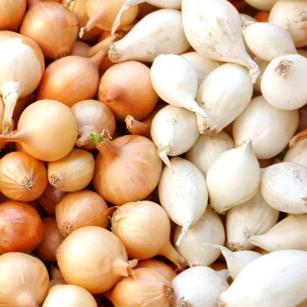 Dughagyma Bőség Csomag Makói és Bátyai CR 12 x 250 gr (3 kg)
