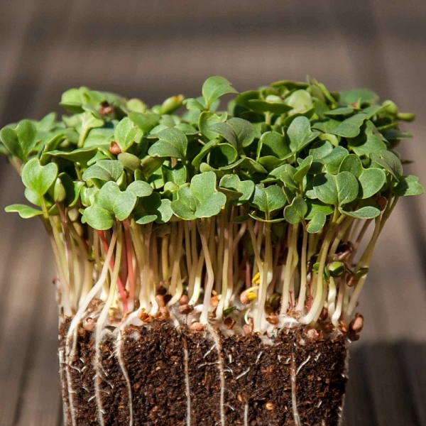 Retek (Daikon-Zöld színű csíra) mikrozöld mag (50 gr)