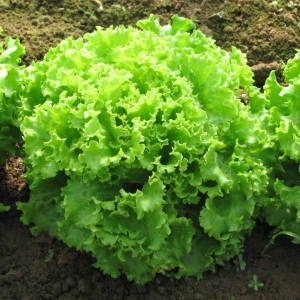 Saláta Bionda a Foglia Riccia BIO