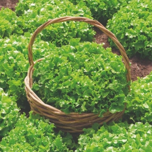 Saláta Salad Bowl BIO