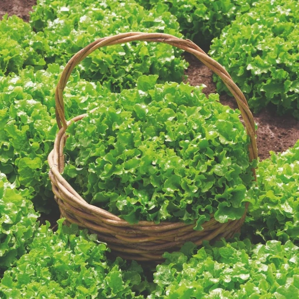 Saláta Salad Bowl BIO