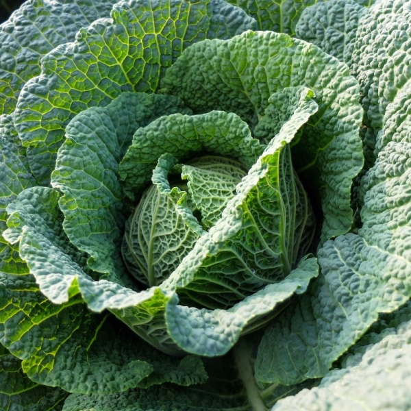 Savoy káposzta Vertus 2 BIO