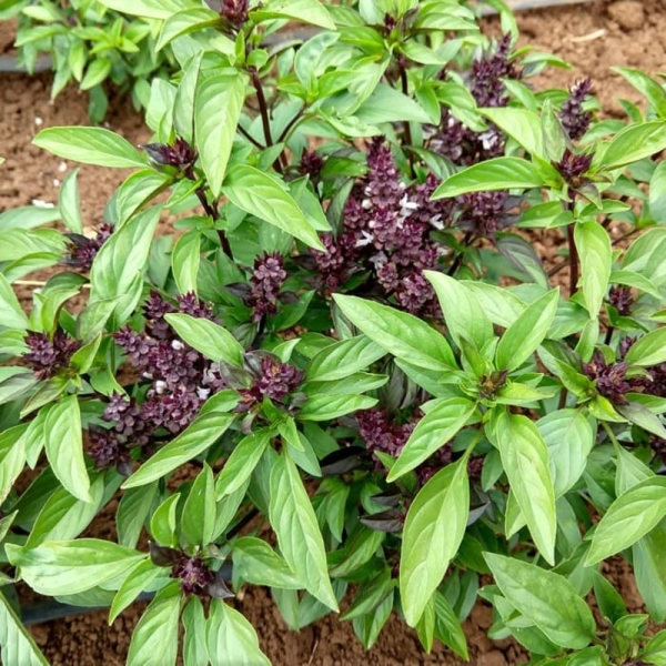 Thai Bazsalikom BIO