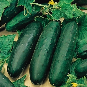Uborka Marketmore BIO