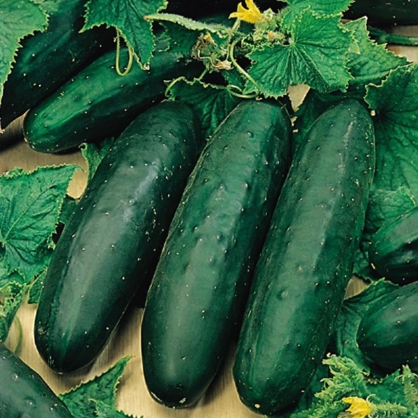 Uborka Marketmore BIO
