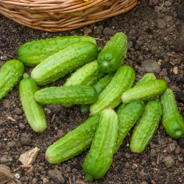 Uborka Piccolo Verde di Parigi BIO