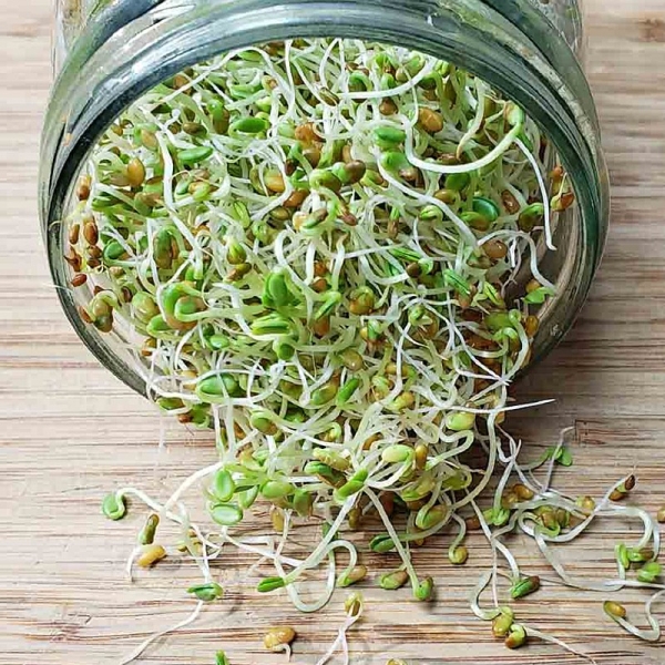 Vöröshere csíramag (100 gr)
