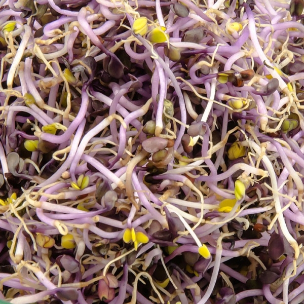 Vöröskáposzta csíramag (50 gr)