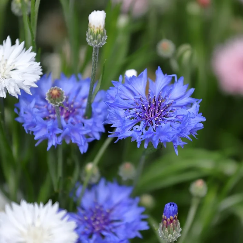 Búzavirág Ball BIO