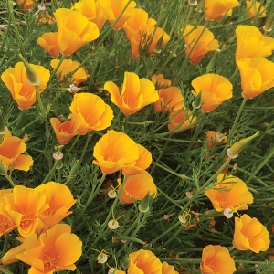 Kaliforniai kakukkmák Orange King