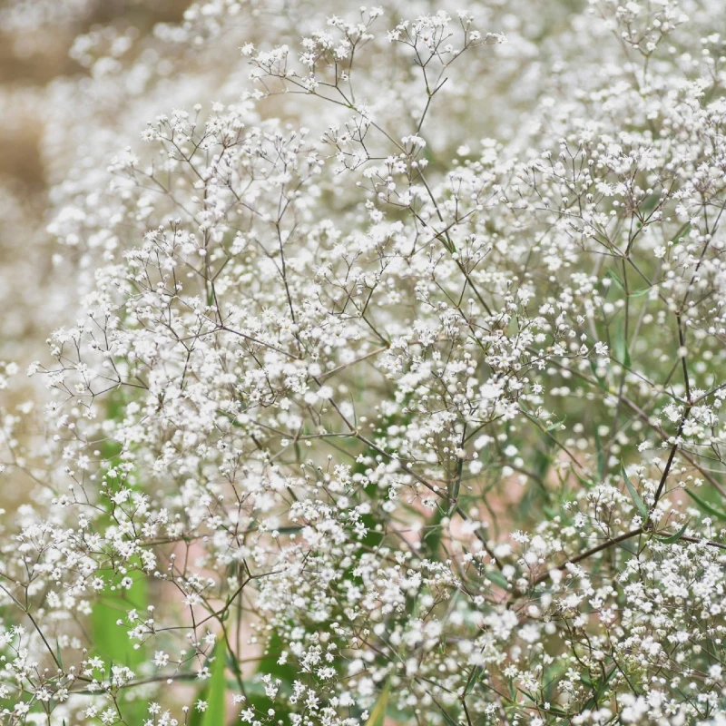 Egynyári fátyolvirág Covent Garden Market