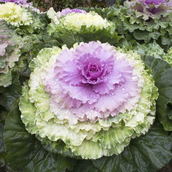 Díszkáposzta Fringed Leaves