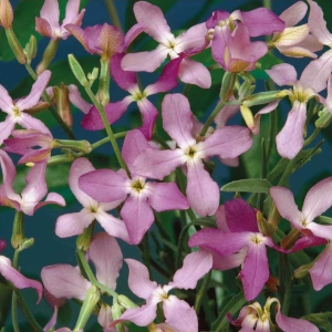 Estike Rose